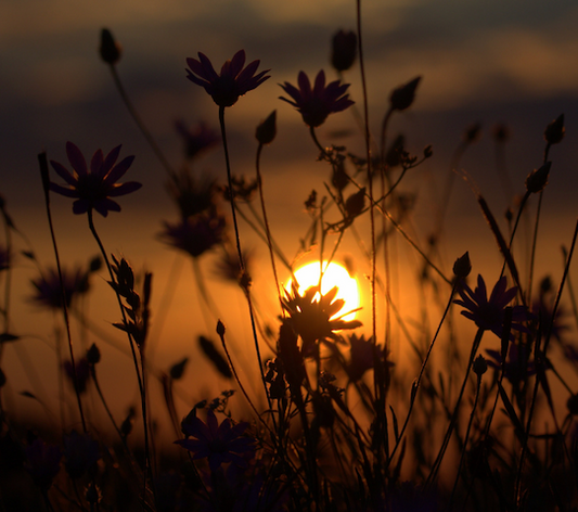 Desert Bloom