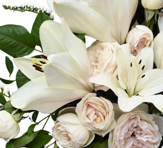 Serene Bloom