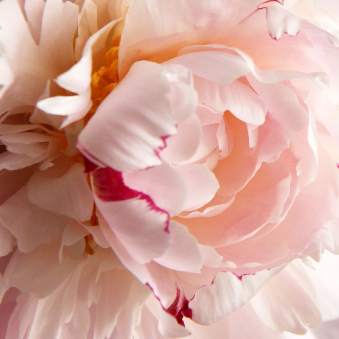 Jardin de Pivoines · Limited Edition