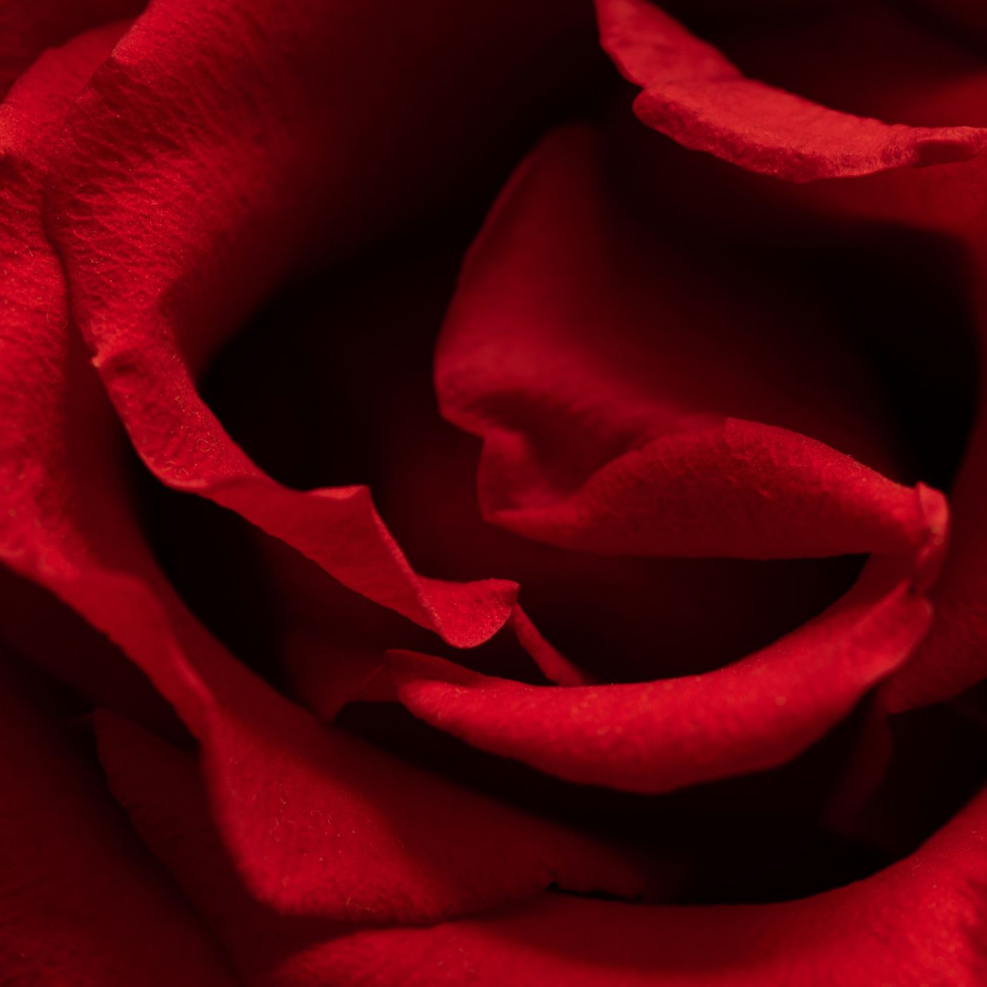 Rose Éclat · Limited Edition