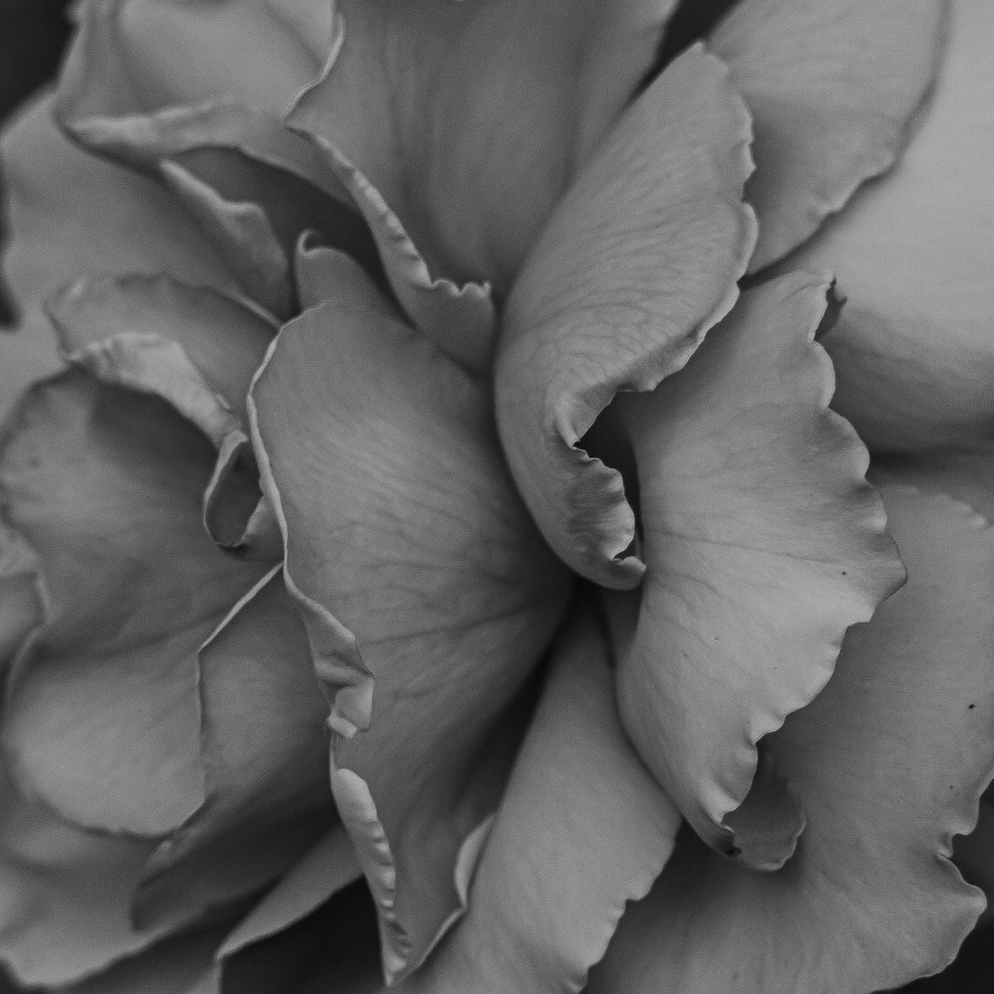 Whisper of the Forest · Limited Edition