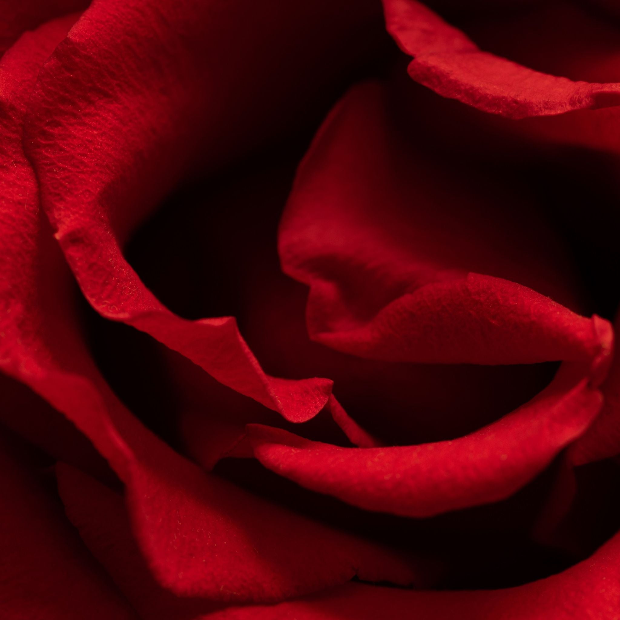 Just Love candle by Scentualist — designed for moments of love and reflection