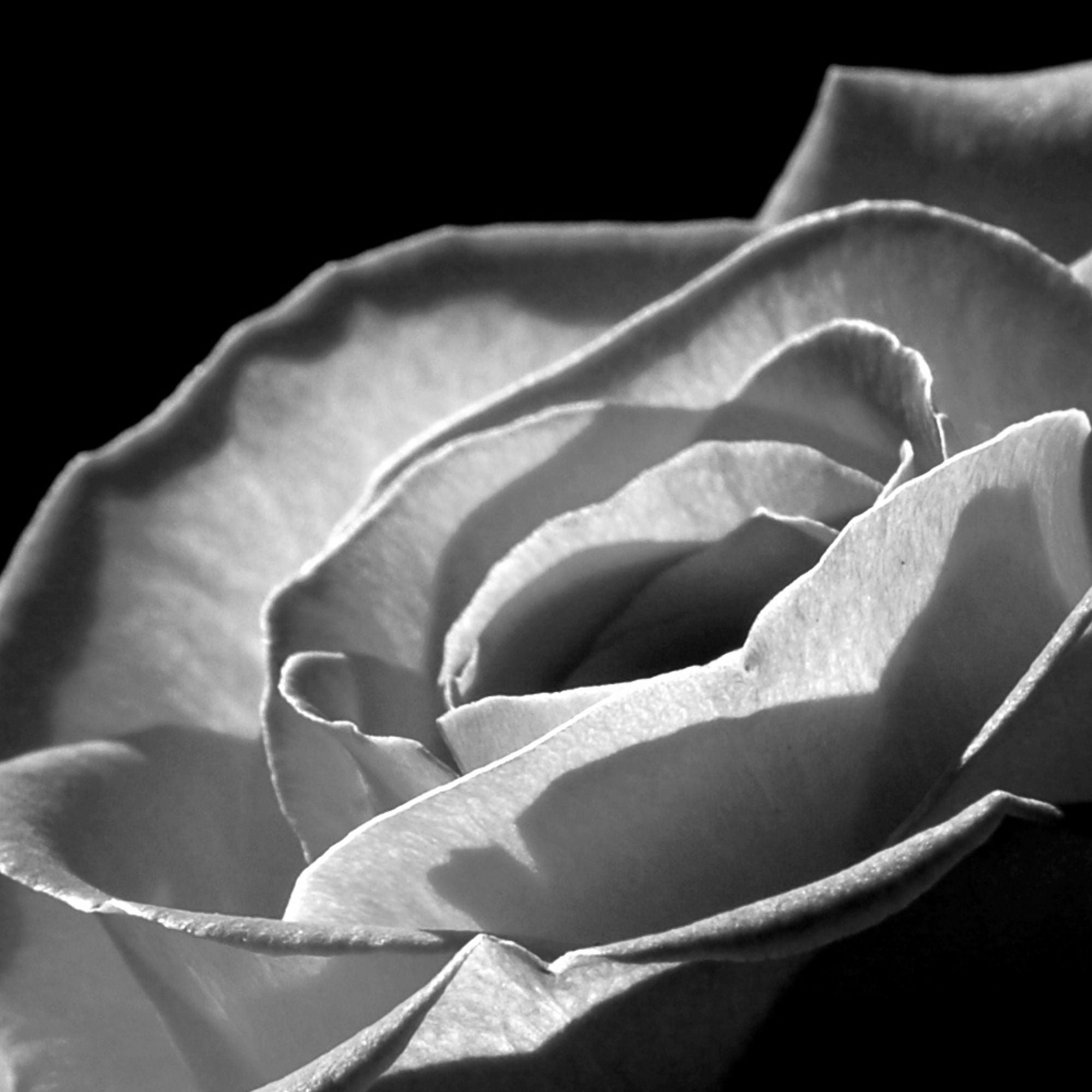 Just Love candle by Scentualist — designed for moments of love and reflection